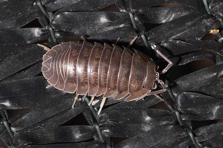 Isopodi: Armadillidium sp.